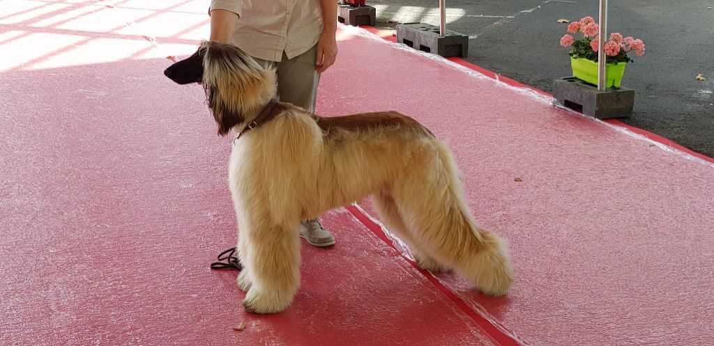 CH. Noblesse oblige De koulangar - 1ERE EXCELLENTE MEILLEUR JEUNE