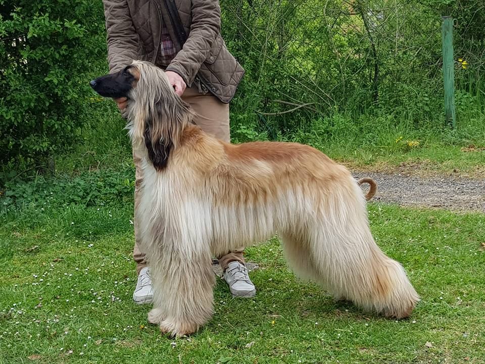 CH. Noblesse oblige De koulangar - 1ER EXC CACS