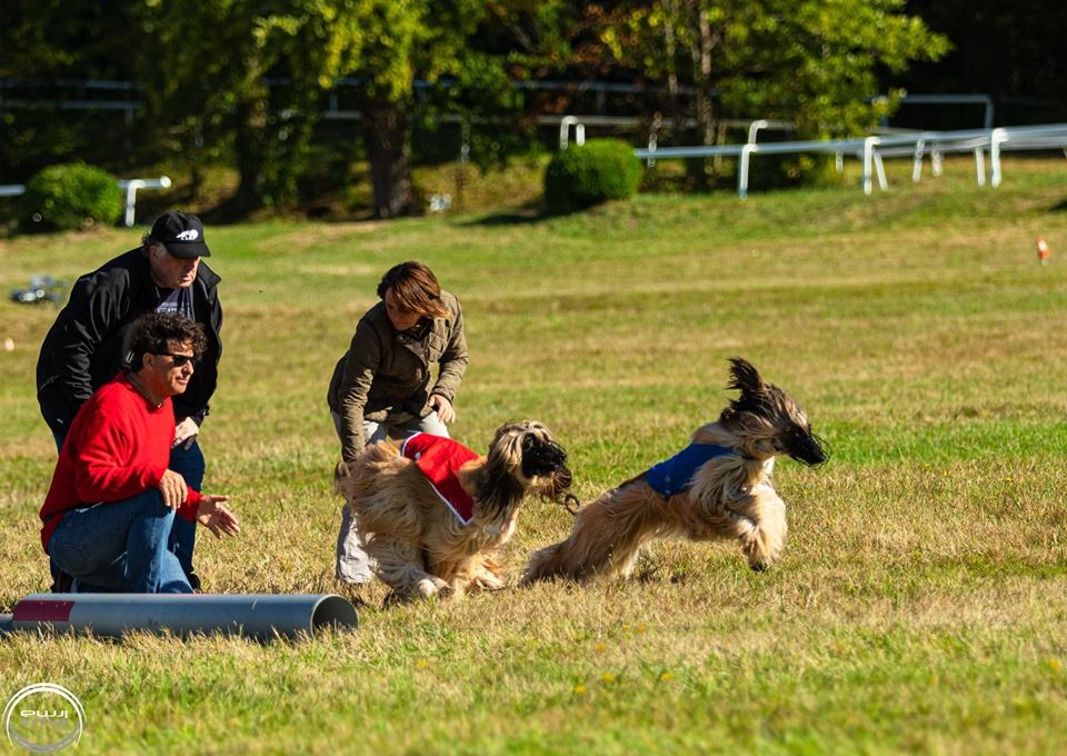 CH. Noblesse oblige De koulangar - 1ERE EXCELLENTE CACP