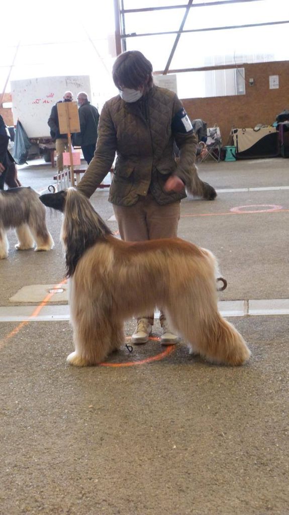 CH. Noblesse oblige De koulangar - 3EM EXC