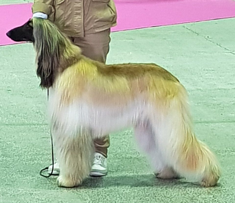 CH. Noblesse oblige De koulangar - 1ER EXC CACS SPEC. BOB