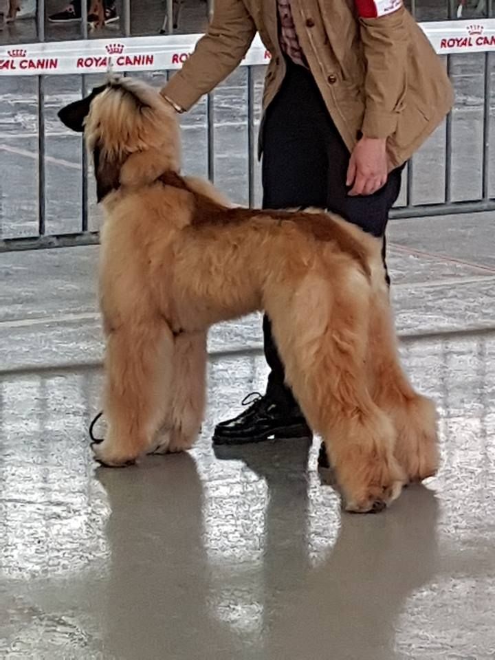 CH. Noblesse oblige De koulangar - TRES PROMETTEUR MEILLEUR PUPPY