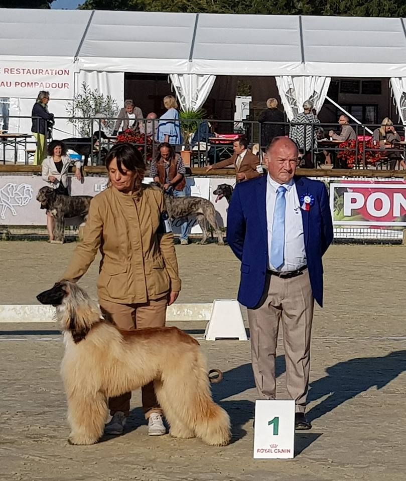 CH. Noblesse oblige De koulangar - 1ERE EXCELLENTE MEILLEUR JEUNE