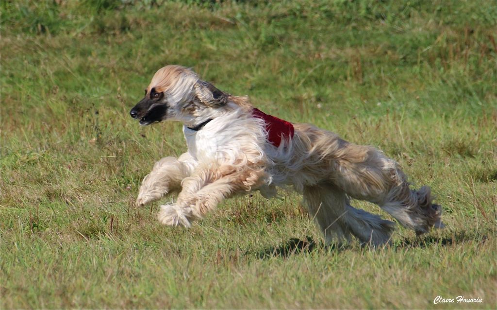 CH. Noblesse oblige De koulangar - 2EM EXC RCACP