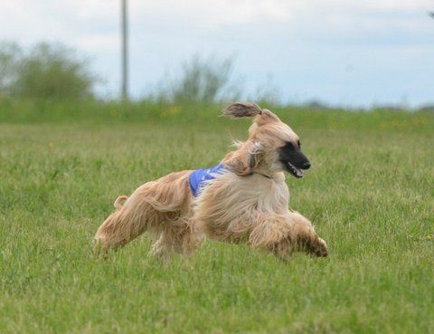 CH. Feline forever De koulangar - 1ERE EXCELLENTE CACP