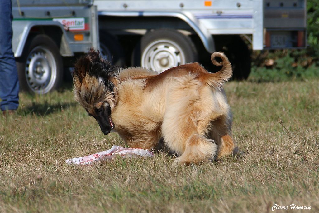 CH. Noblesse oblige De koulangar - 1ERE EXC CACP