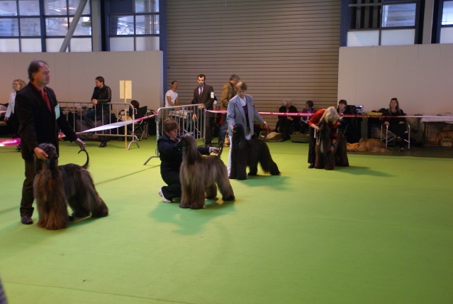 CH. patty blue De koulangar - 1ERE EXC CAC