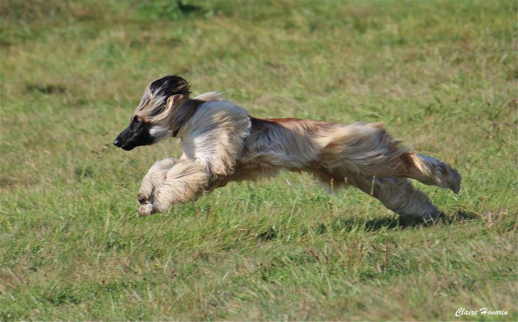 CH. Noblesse oblige De koulangar - 1ERE EXCELLENTE CACP