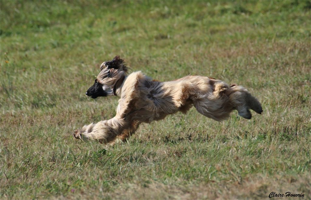 CH. Noblesse oblige De koulangar - BPV