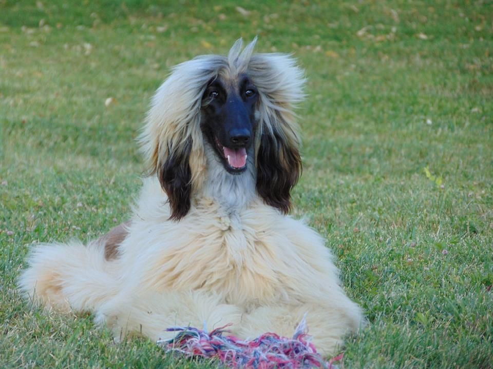 CH. Noblesse oblige De koulangar - 1ERE EXCELLENTE MEILLEUR JEUNE