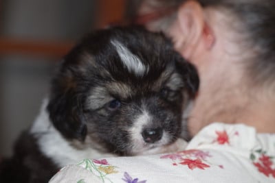 Les chiots de Welsh Corgi Pembroke