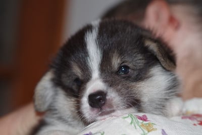Les chiots de Welsh Corgi Pembroke