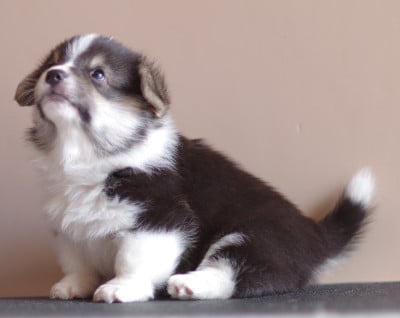 CHIOT 4 - Welsh Corgi Pembroke