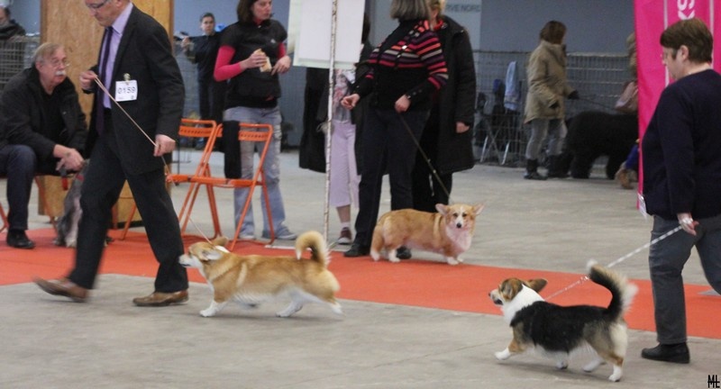 Gwladys celtic lady des salines de Goupil - CACS Meilleure de race