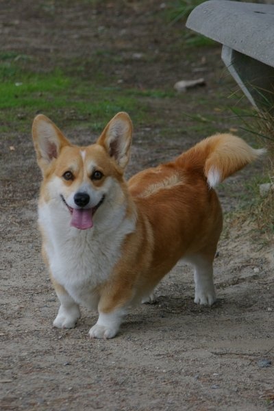 Eve First Lady des salines de Goupil - 2eme excellent RCACS