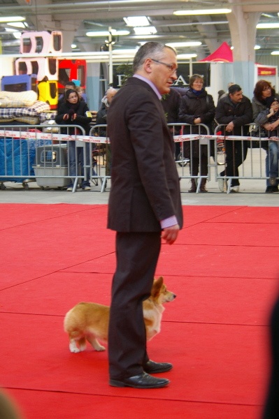 Eve First Lady des salines de Goupil - Excellent meilleur jeune pembroke