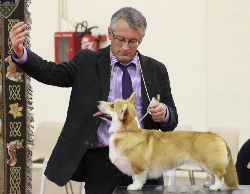 Gwladys celtic lady des salines de Goupil - Meilleure jeune femelle