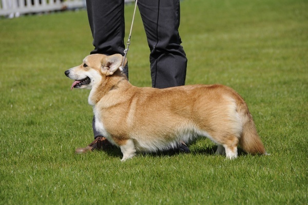 Gwladys celtic lady des salines de Goupil - Meilleure jeune des chiens de bergers- Meilleur de race