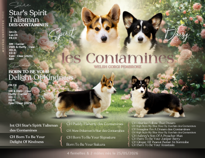 Les chiots de Welsh Corgi Pembroke
