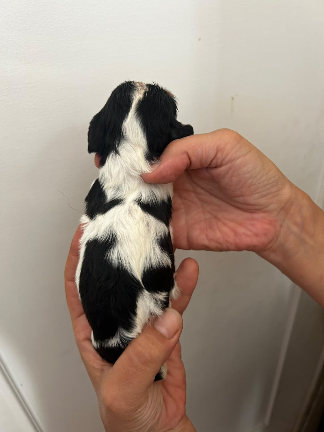 Chiot N°3