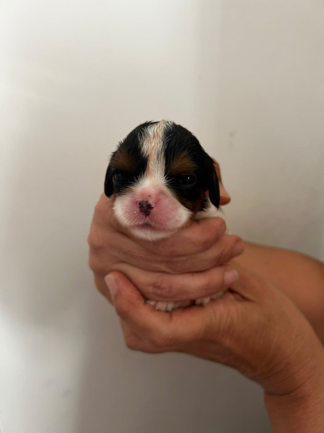 Chiot N°6