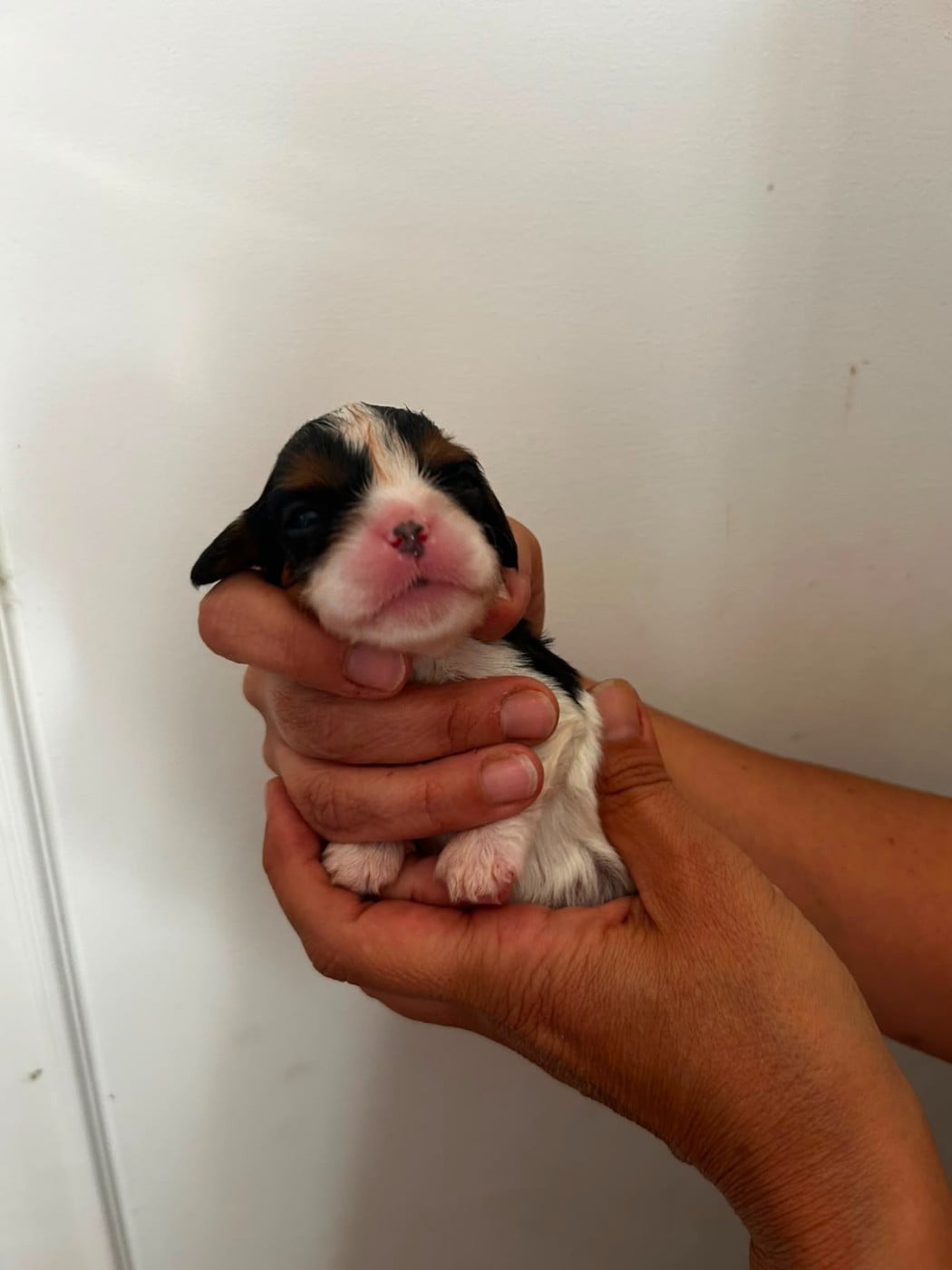 Chiot N°2