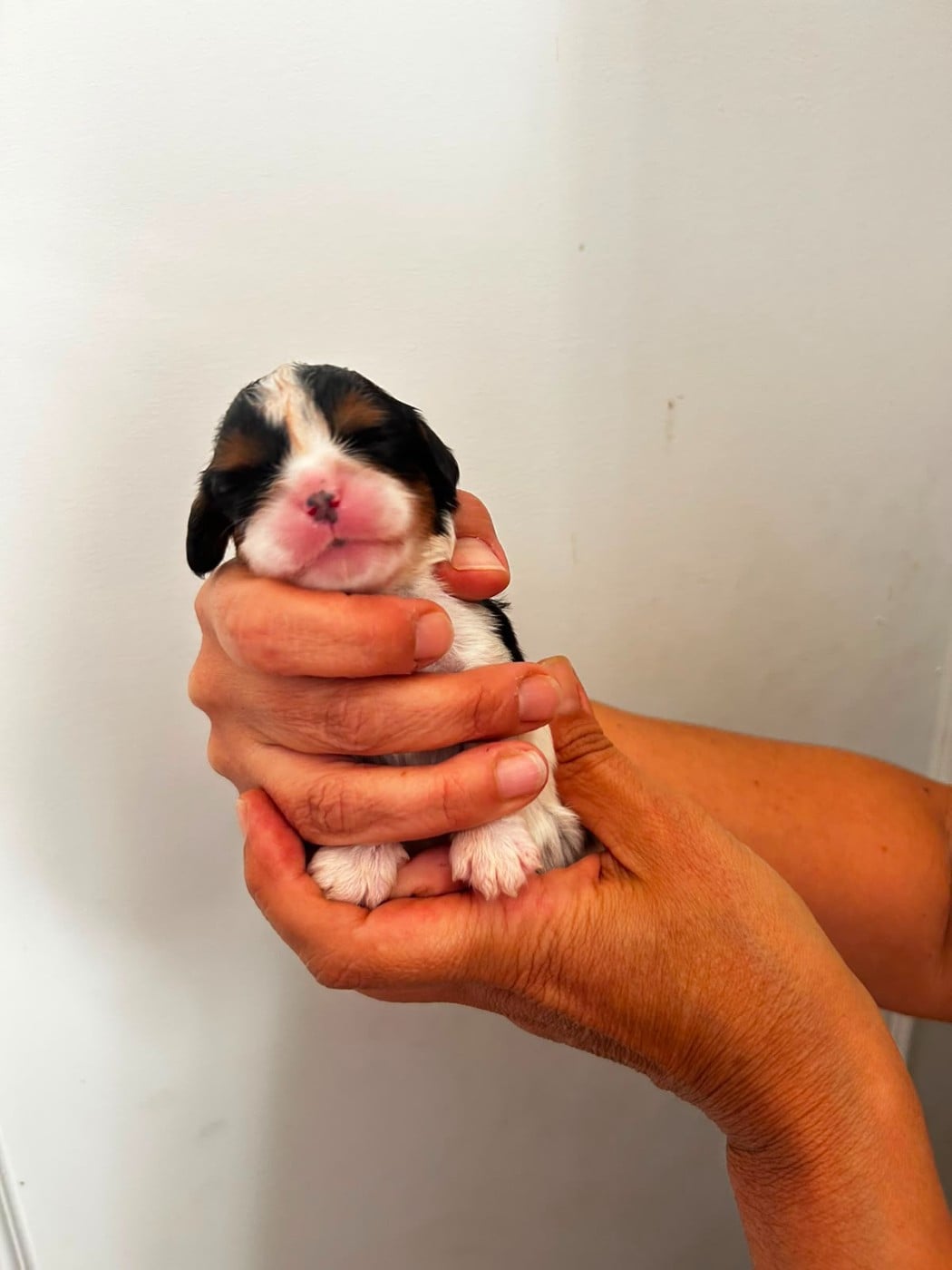 Chiot N°2