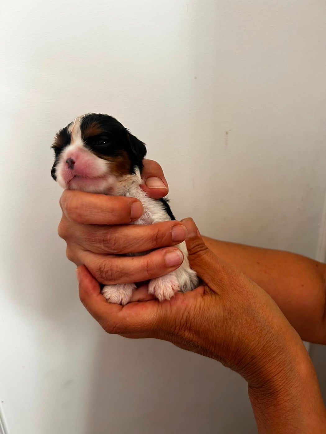 Chiot N°2