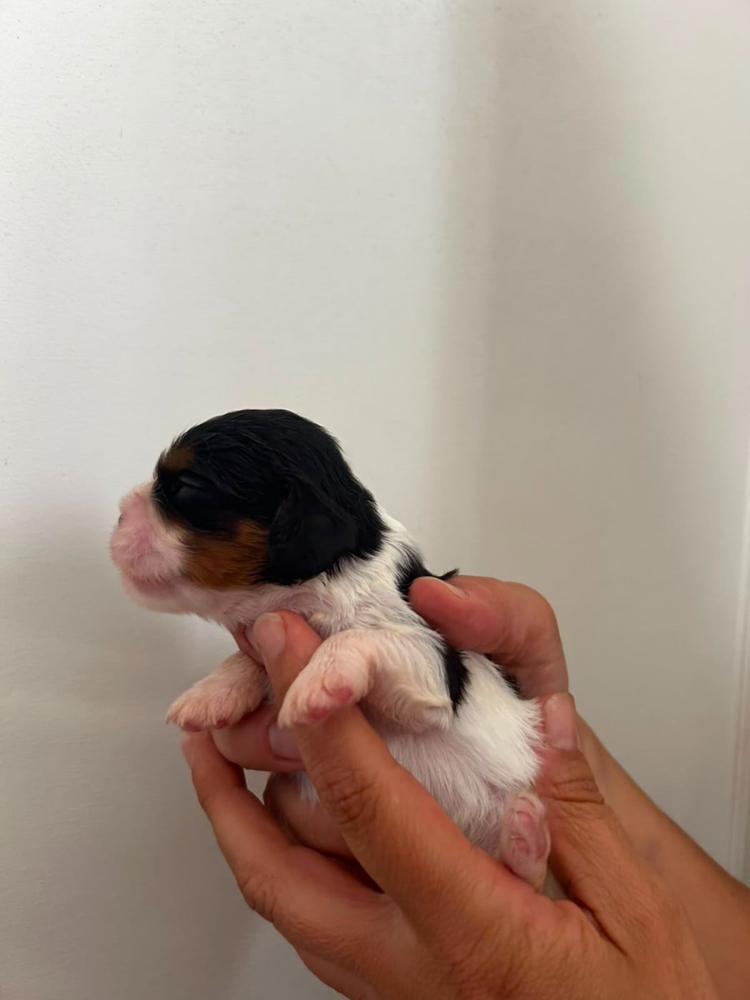 Chiot N°3