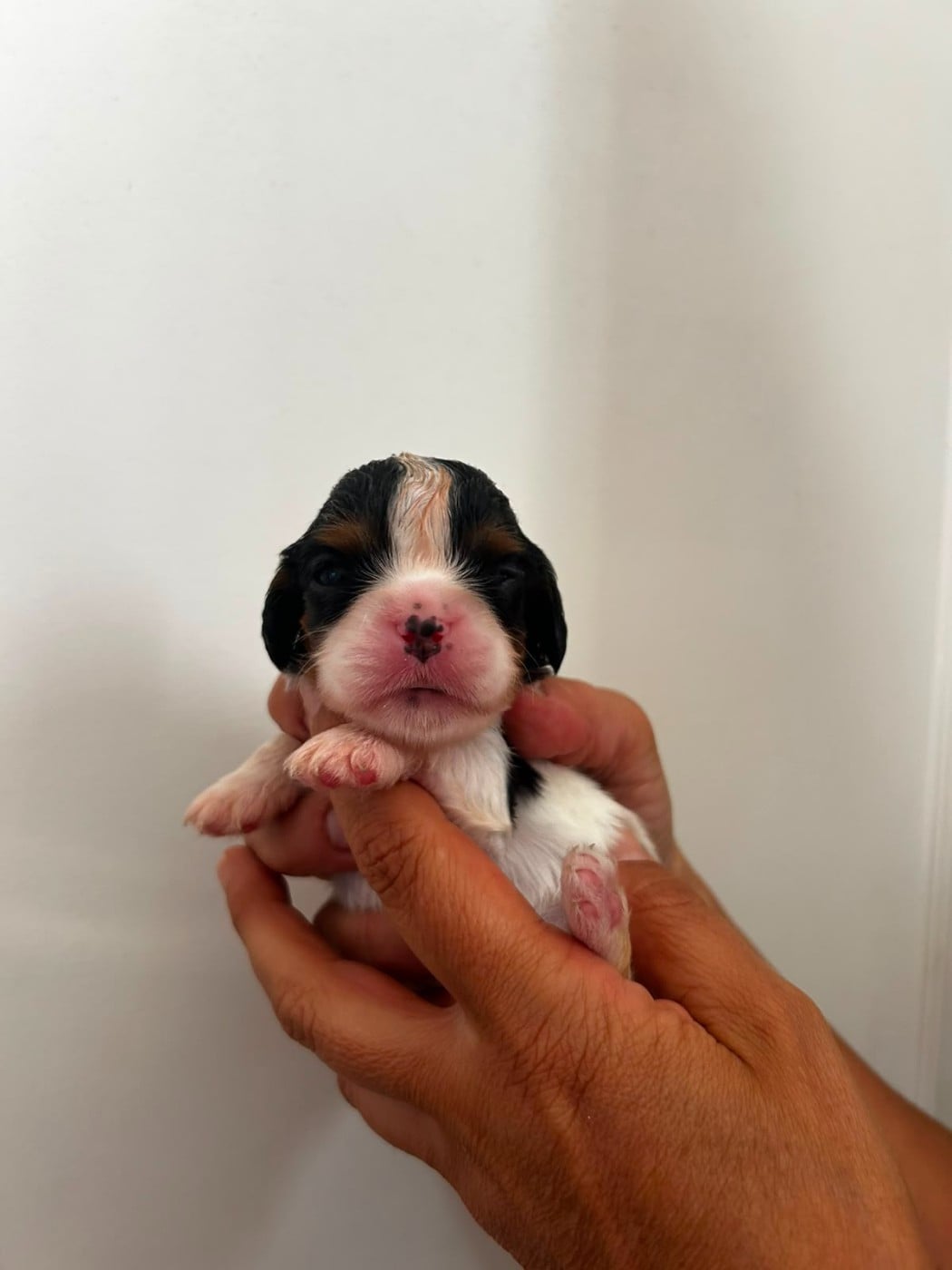 Chiot N°3