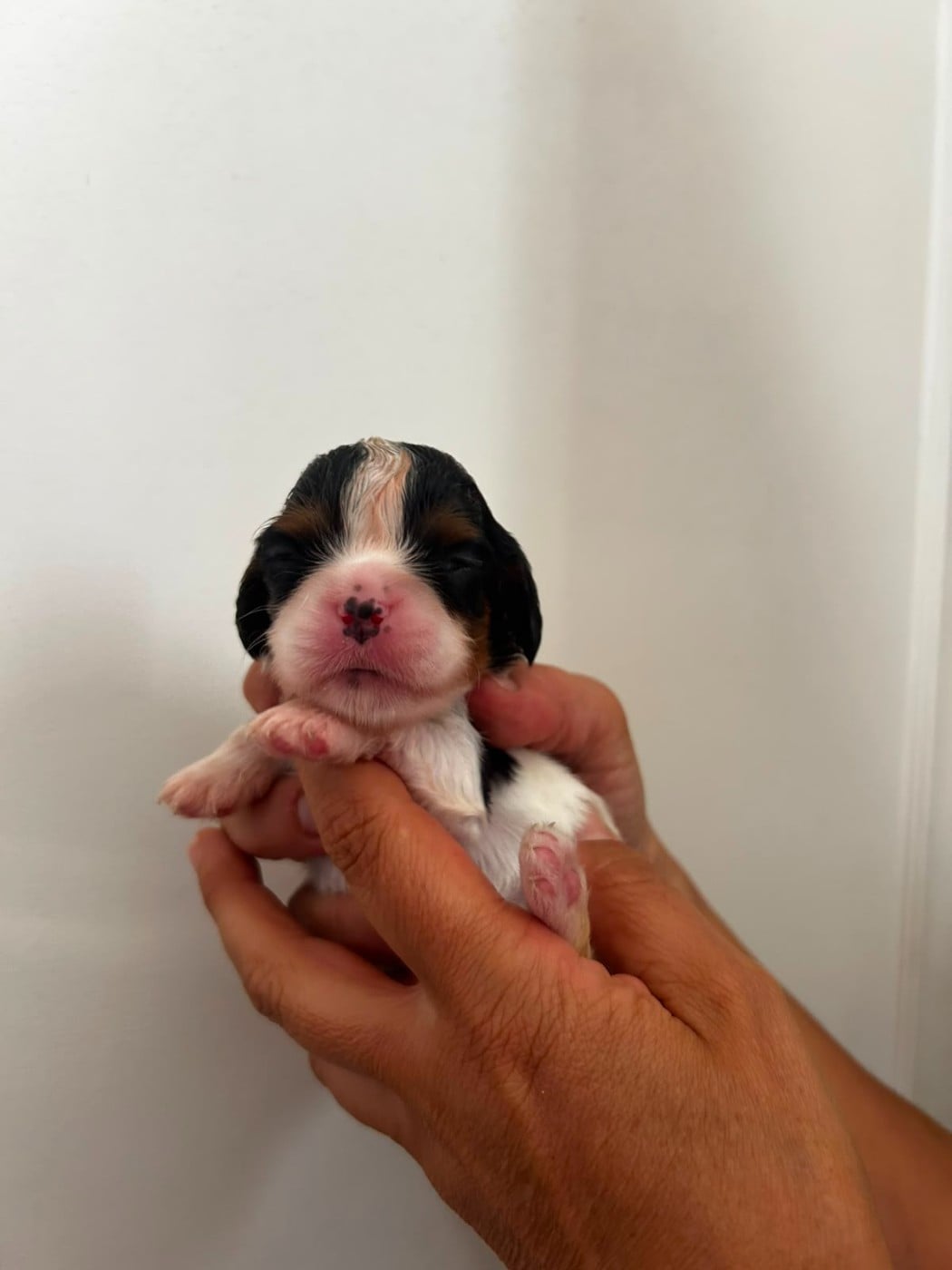 Chiot N°4