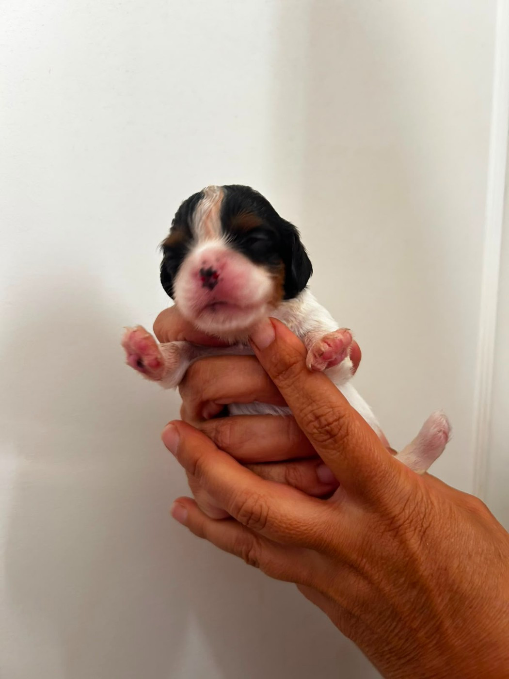Chiot N°4