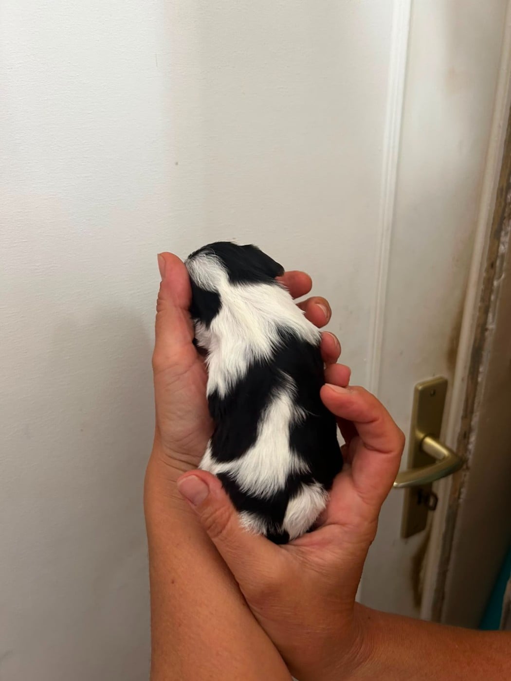 Chiot N°4