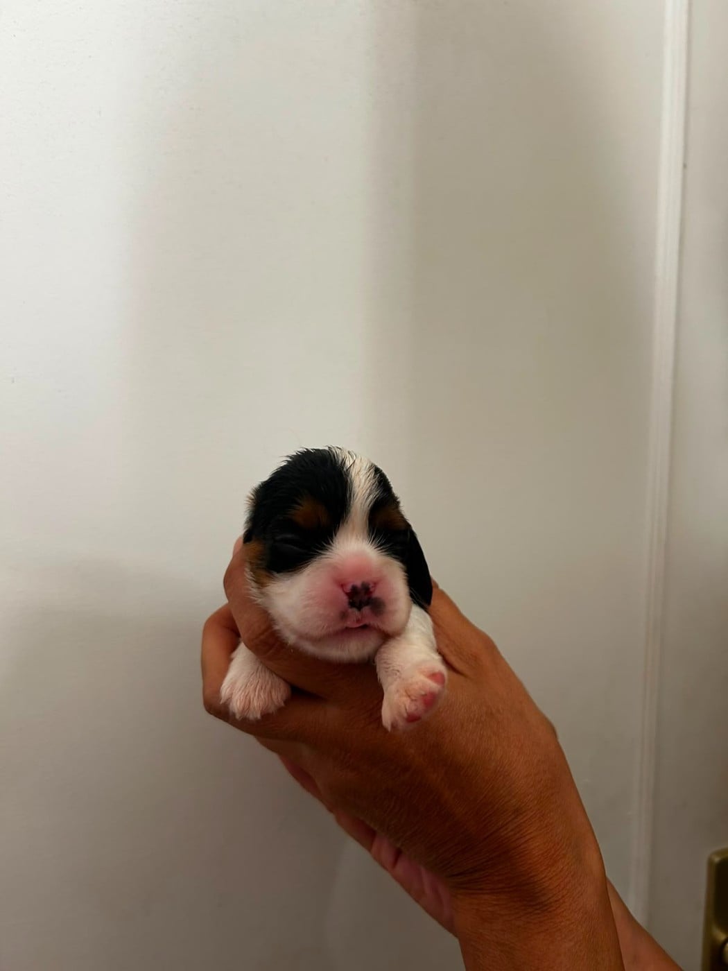 Chiot N°5