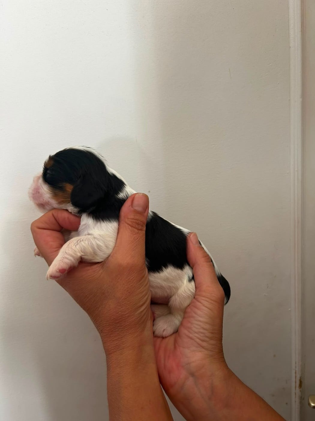 Chiot N°5