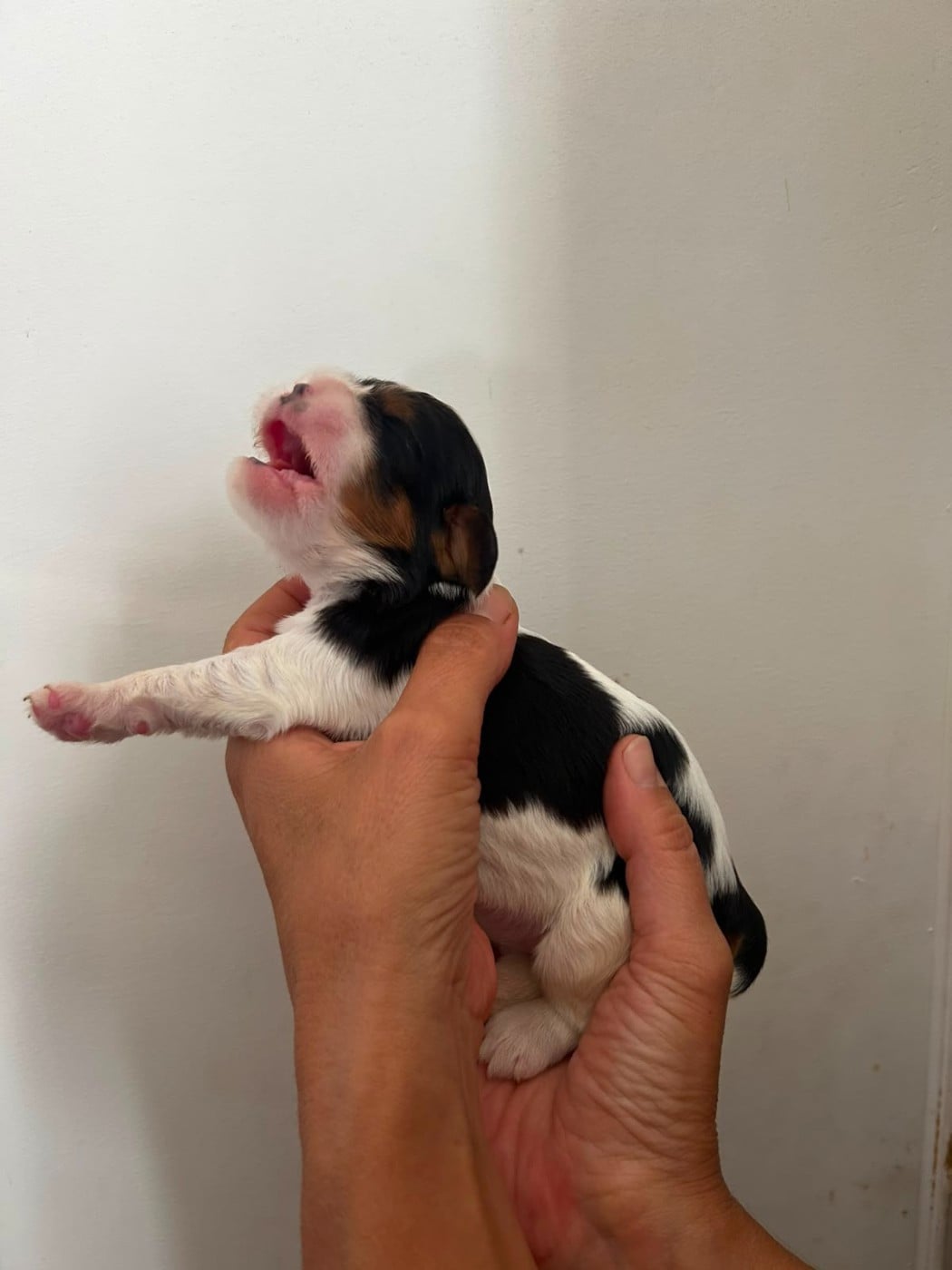 Chiot N°5