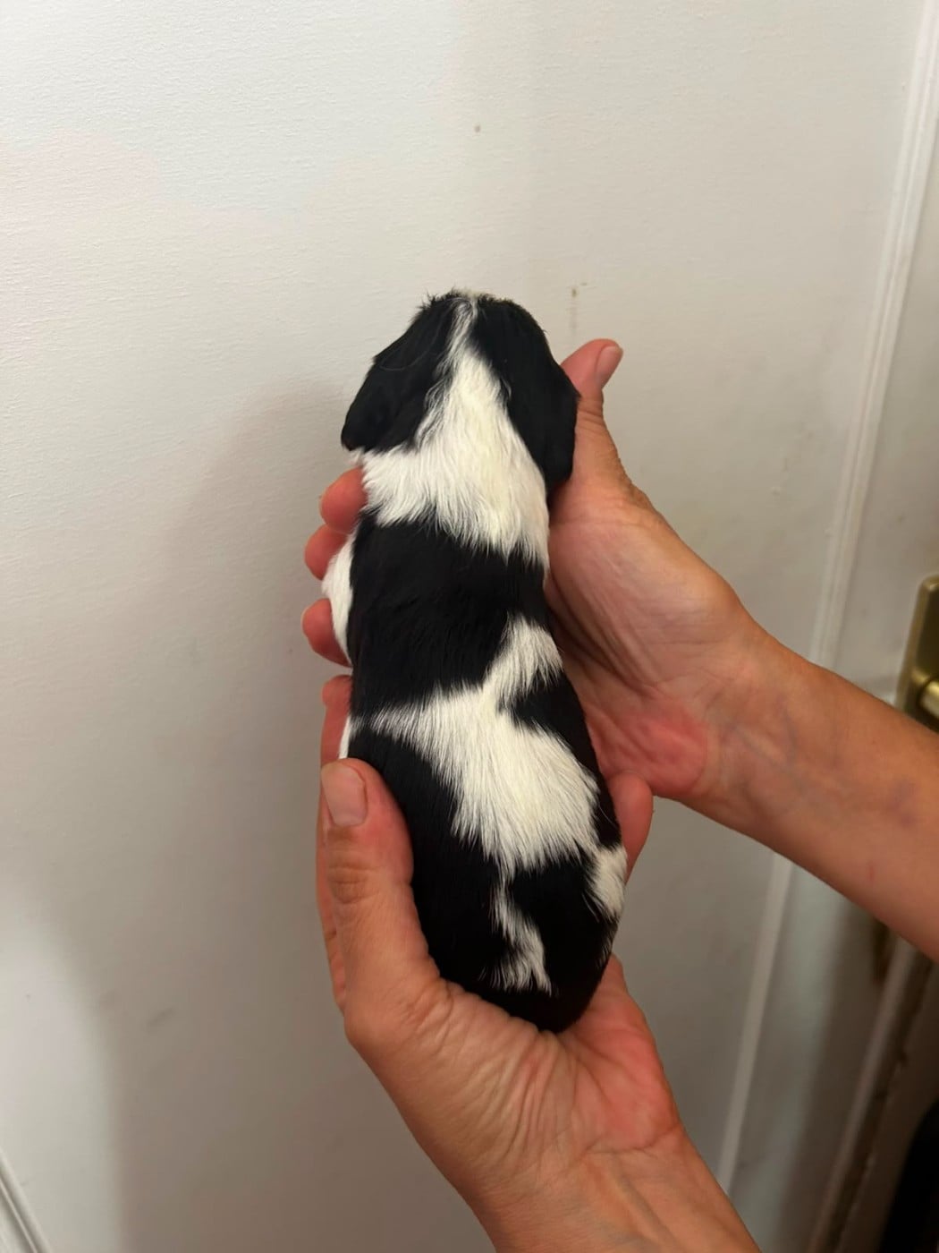 Chiot N°5