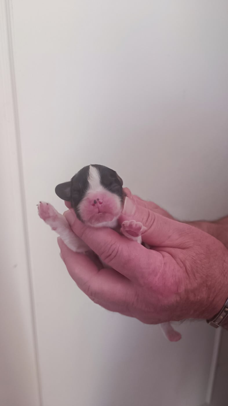 Chiot N°1