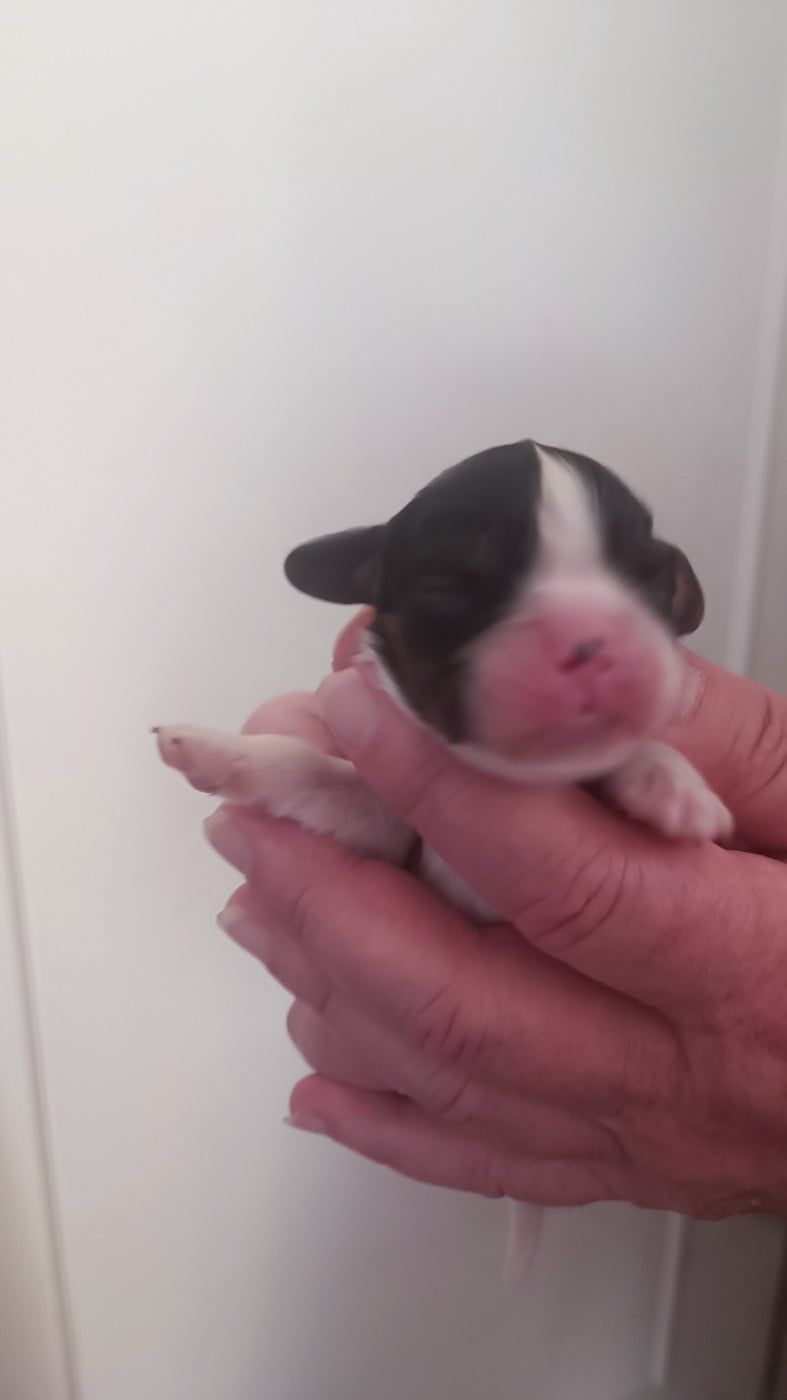 Chiot N°1