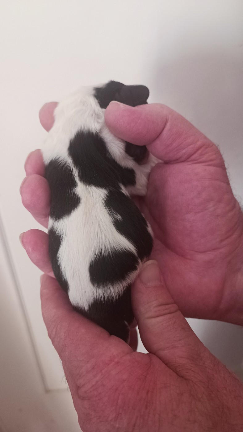 Chiot N°1