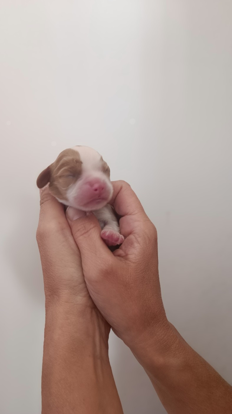 Chiot N°2
