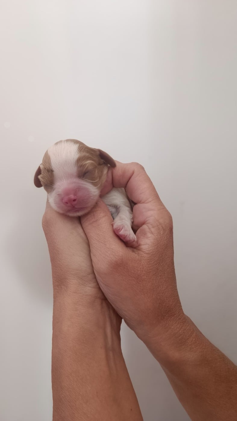 Chiot N°2