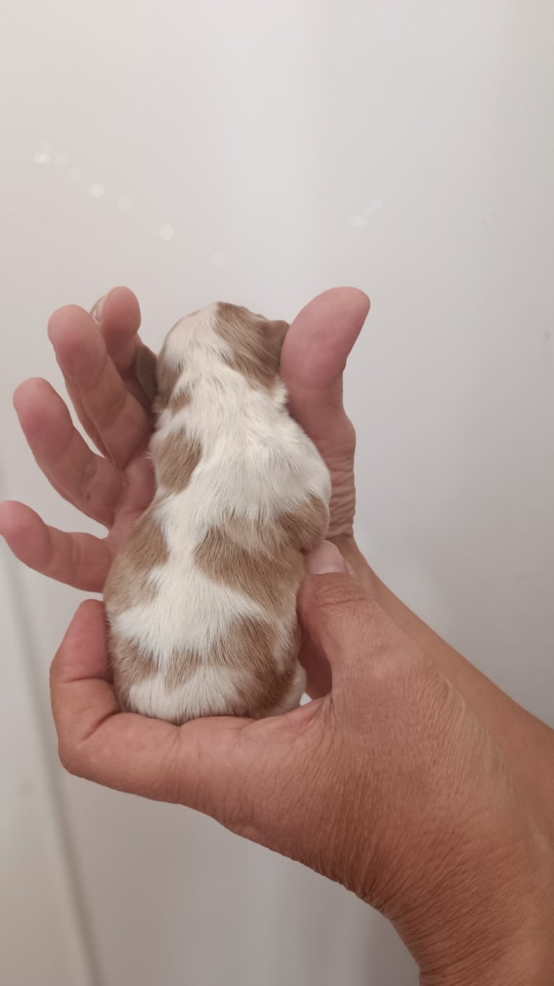 Chiot N°2