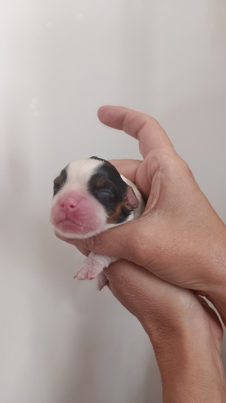 Chiot N°3