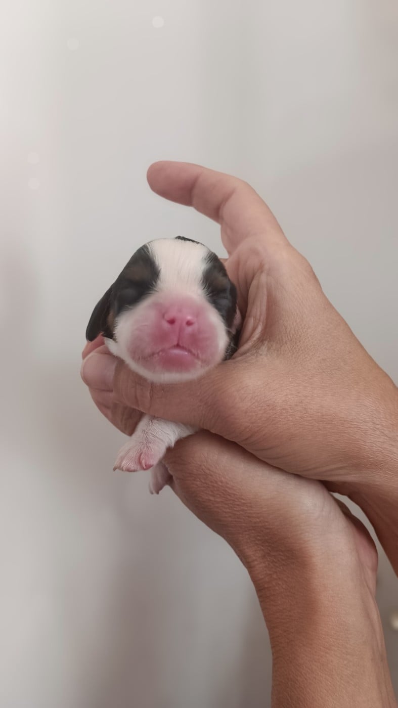 Chiot N°3