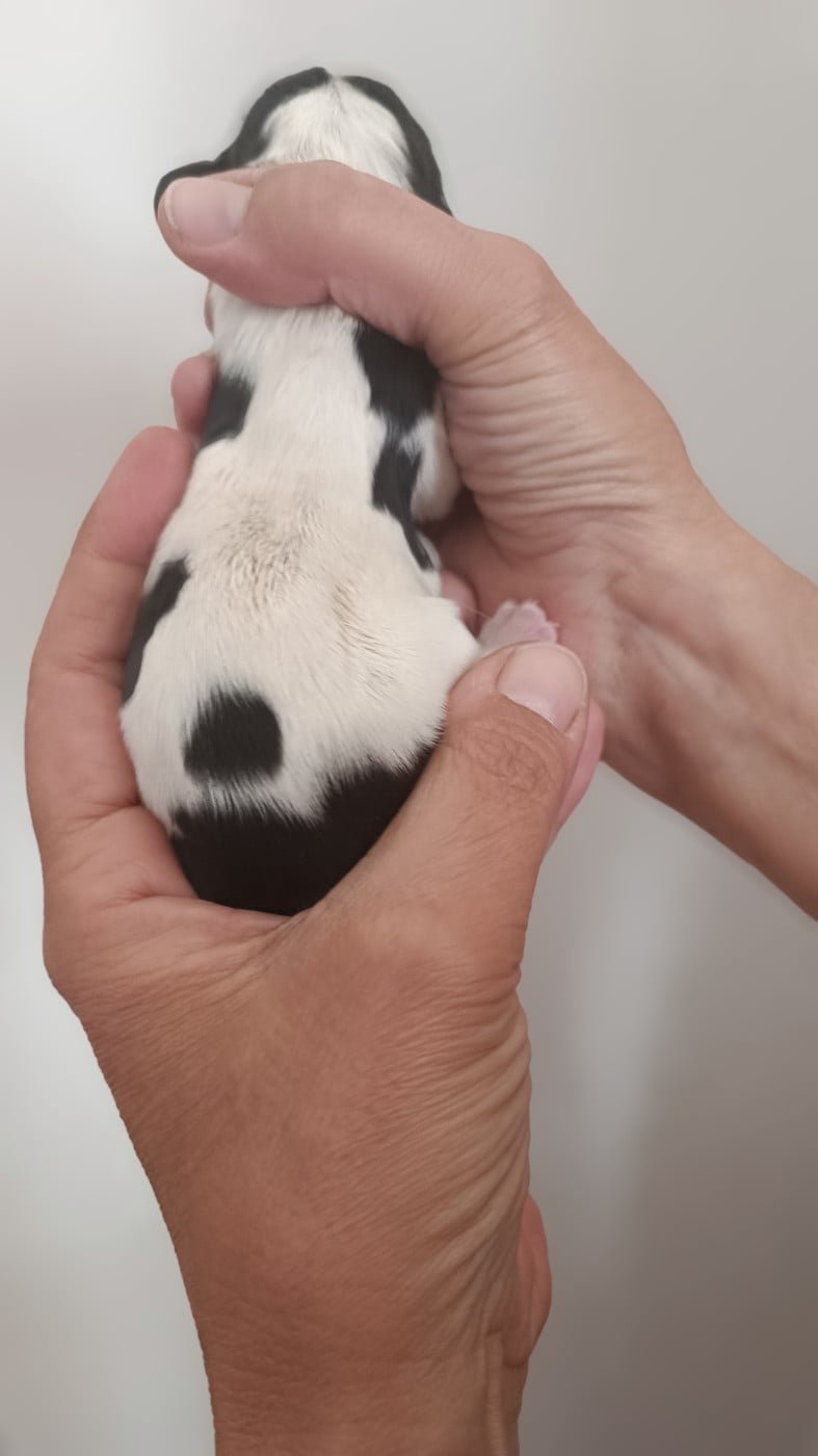 Chiot N°3