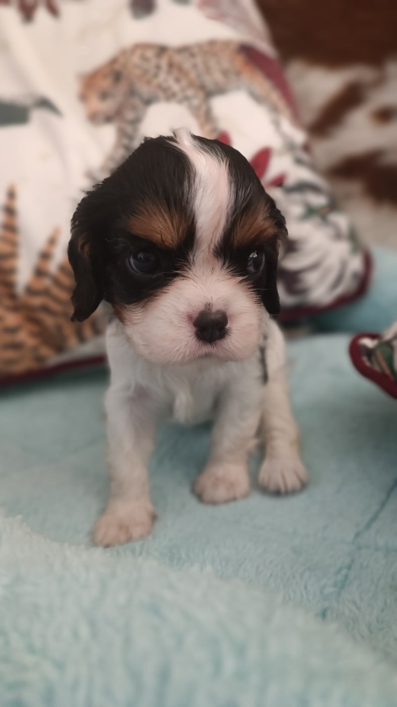 Chiot N°3 - Cavalier King Charles Spaniel