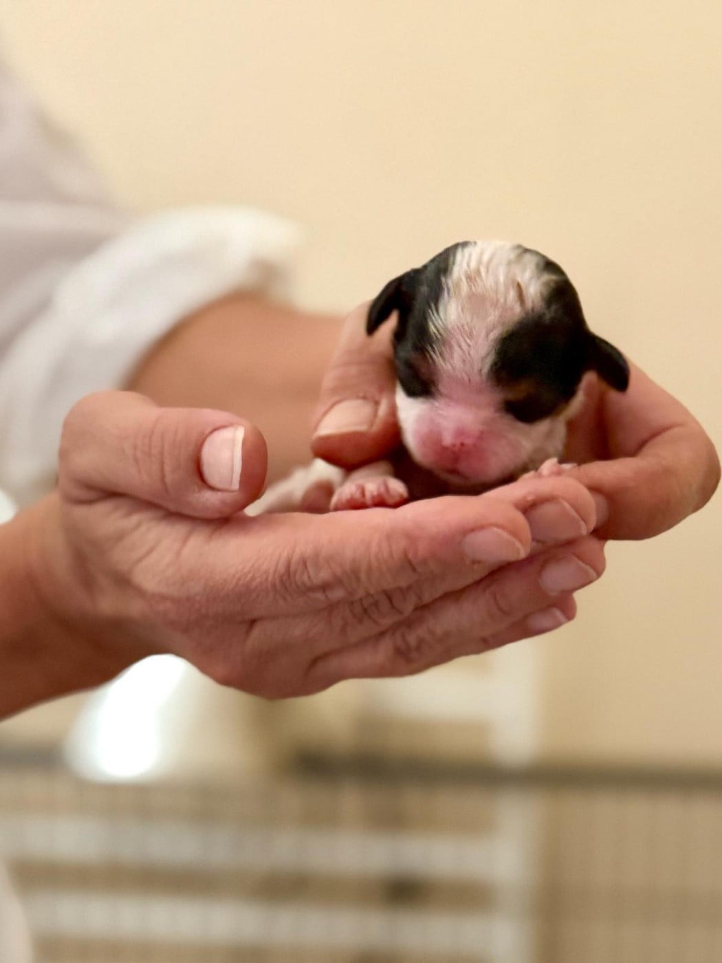 Chiot N°2 - Cavalier King Charles Spaniel