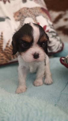Les chiots de Cavalier King Charles Spaniel