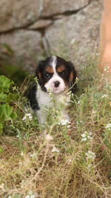 Les chiots de Cavalier King Charles Spaniel